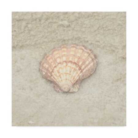 Lightboxjournal 'Gypsy Sea Life Shell' Canvas Art,14x14